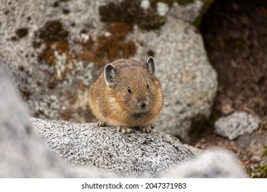 A pika looks out from the scree field along the Pacific Crest Trail, Kendall Peak, Alpine Lakes Wilderness, Wenatchee National Forest, Snoqualmie Pass, Washington.