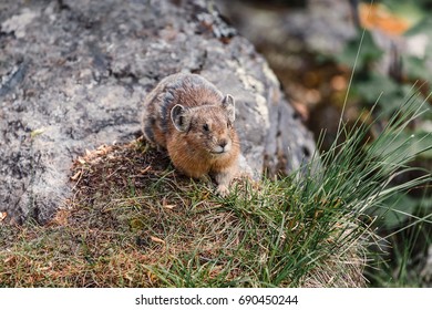 Pika Ochotona alpina is a small cute Mammals from the order of hares