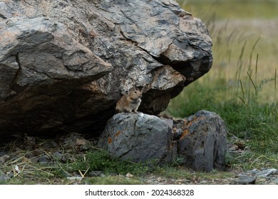 Pika (Ochotona princeps)- Jasper National Park, Alberta