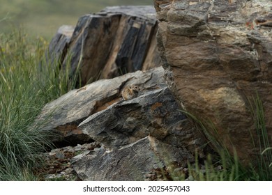 Pika (Ochotona princeps)- Jasper National Park, Alberta