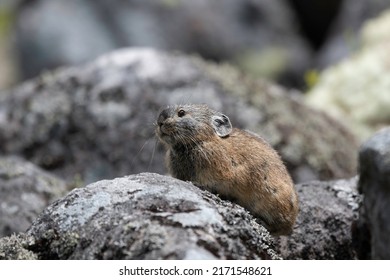 Pika On Scree Slope Side Of Komadome Lake