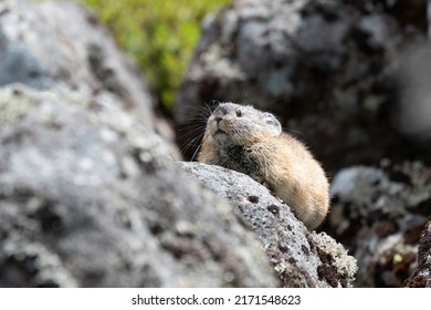 Pika On Scree Slope Side Of Komadome Lake