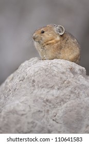 Pika vertical.