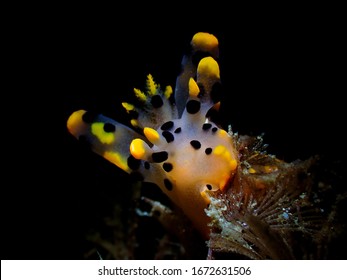 Pikachu Nudibranch with its colourful display