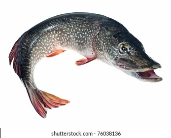 Brochet Poisson Images Stock Photos Vectors Shutterstock