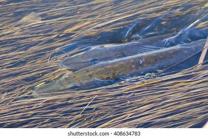 Pike (Esox Lucius) Are Spawning.