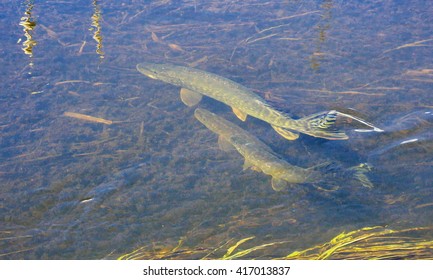 The Pike (Esox Lucius) Are Spawning.