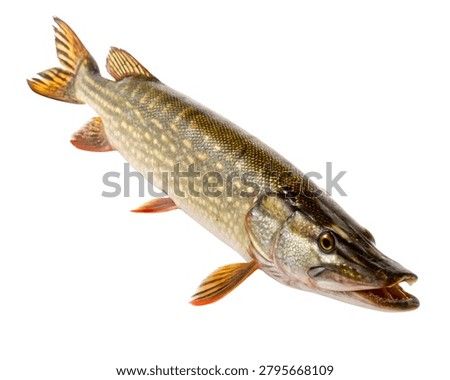 Pike Fish Freshwater Predator with Sharp Fins, Ultra Realistic Isolated on White Background.