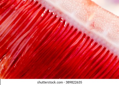 pike fish gills. super macro