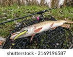 Pike fishing. Caught muskellunge fish with angling spinning tackle on landing net