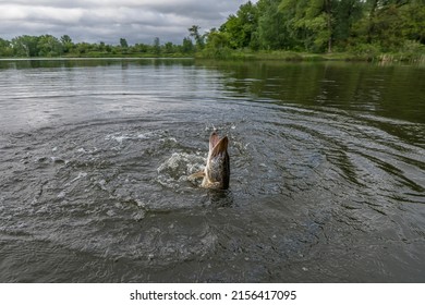Pike fishing. Muskie fish jumping with splashing in river water - Shutterstock ID 2156417095