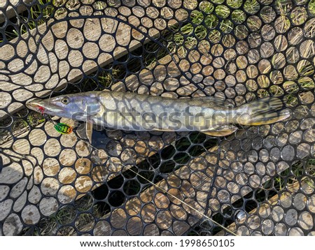 Pike fishing on the lake background