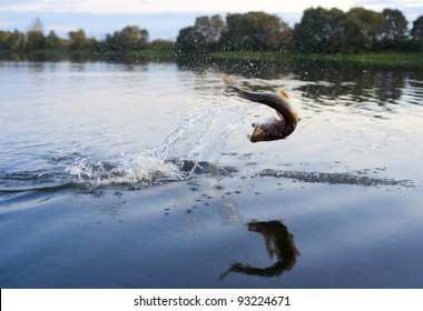 Pike On Hook Jumping Out Of Water