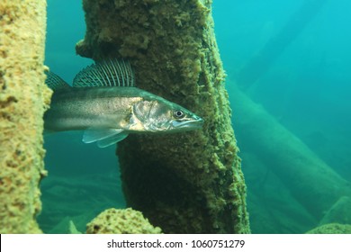 Pike Perch Fish (Sander Lucioperca) Underwater In European Freshwater Lake