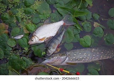 Pike, Perch, Silver Bream On River Algae. 