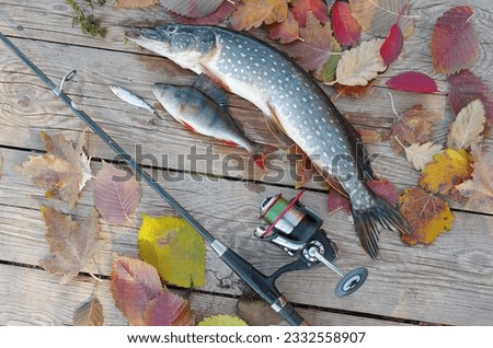 Pike and perch, spinning rod and autumn leaves on a wooden jetty.