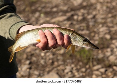 Pike River.A Fish Catch In A Man's Hand.Pike In The Hand Of A Man.
