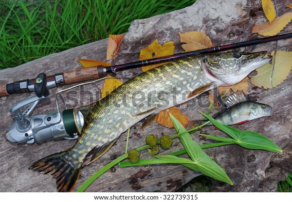 pike spinning rod and reel