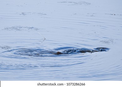 Pikes Lek Mating In A Pond In The Spring.