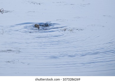 Pikes Lek Mating In A Pond In The Spring.