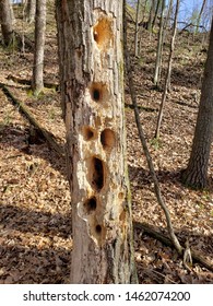 10 Pilated Woodpecker Stock Photos, Images & Photography | Shutterstock