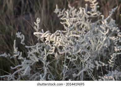 Pilbara Kapok Bush Is A Weed. It Is Invasive And Spreads Fast. Traditionally Australian Aboriginal People Used To Use Large Clumps To Soften Sleeping Areas On The Ground.