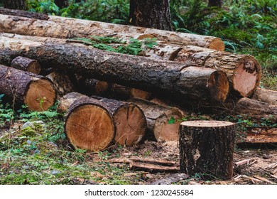 Pile of aged weathered worn old logs stacked irregularly - Shutterstock ID 1230245584