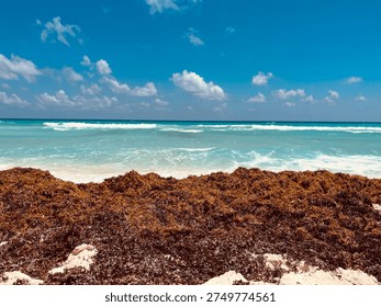 A pile of algae uncleaned on a sandy beach, sargassum season