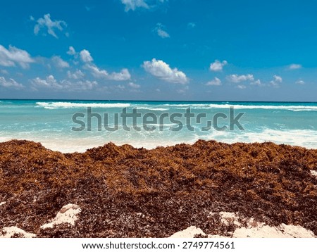 A pile of algae uncleaned on a sandy beach, sargassum season