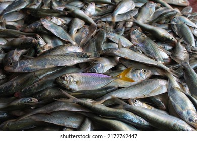 pile of american shad fish in indian fish market for sale
