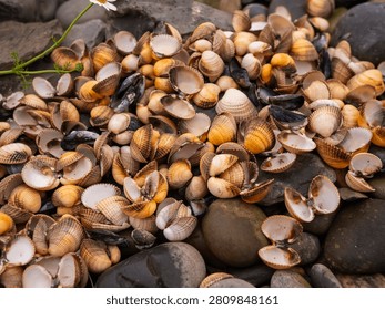 Pile of assorted clams shells on wet rocks. Small white flower with green stem nearby. Shells vary in color and size, mostly open or half-open. Natural coastal scene with damp stones