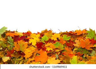 Pile of autumn colored leaves isolated on white background.A heap of  maple dry leaf .
