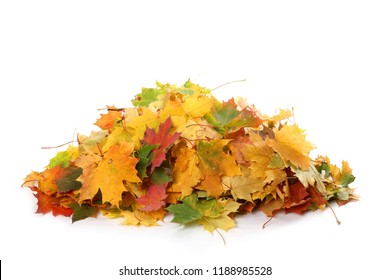 Pile of autumn colored leaves isolated on white background.A heap of different maple dry leaf .Red and colorful foliage colors in the fall season 