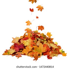 Pile Of Autumn Colored Leaves Isolated On White Background.A Heap Of Different Maple Dry Leaf .Red And Colorful Foliage Colors In The Fall Season 