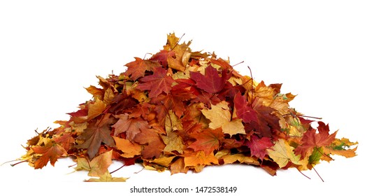 Pile Of Autumn Colored Leaves Isolated On White Background.A Heap Of Different Maple Dry Leaf .Red, Yellow And Colorful Foliage 