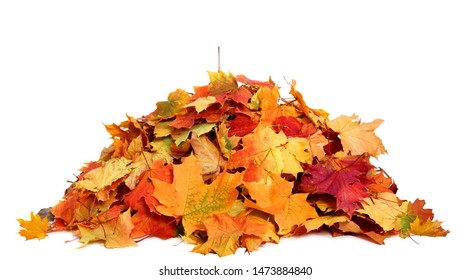 Pile of autumn colored leaves isolated on white background.A heap of different maple dry leaf .Red and colorful foliage colors in the fall season  - Shutterstock ID 1473884840