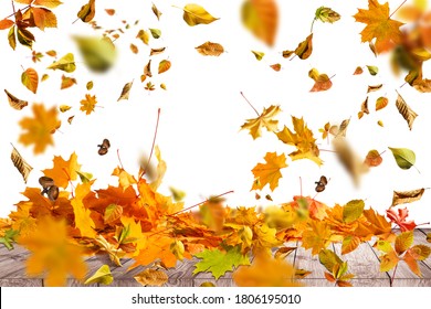 Pile Of Autumn Colored Leaves Isolated On White Background.A Heap Of Different Maple Dry Leaf. Red And Colorful Foliage Colors In The Fall Season