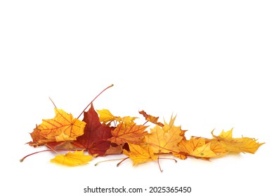 Pile Of Autumn Colored Leaves Isolated On White Background.A Heap Of Different Maple Dry Leaf .Red And Colorful Foliage Colors In The Fall Season 