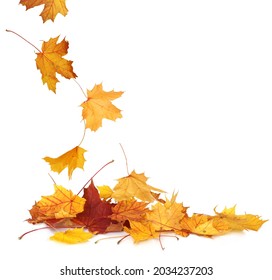 Pile Of Autumn Colored Leaves Isolated On White Background.A Heap Of Different Maple Dry Leaf .Red And Colorful Foliage Colors In The Fall Season 