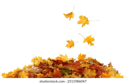 Pile of autumn colored leaves isolated on white background.A heap of different maple dry leaf .Red and colorful foliage colors in the fall season  - Powered by Shutterstock