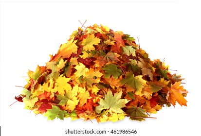 Pile of autumn  colored  leaves isolated on white background.A heap of different maple dry leaf .Red and colorful foliage colors  in the fall season  
