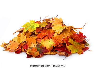 Pile Of Autumn Colored Leaves Isolated On White Background.