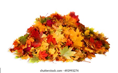 Pile of autumn colored leaves isolated on white background.A heap of different maple dry leaf .