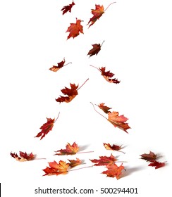 Pile of autumn colored leaves  on white background.A heap of different maple dry leaf .Red foliage colors in the fall seaso