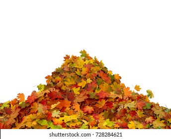 Pile of autumn maple colored leaves isolated on white background.
