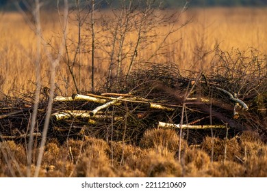 A Pile Of Birch Tree Branches In The Fall, Lying In The Golden Reeds. Multicolored Leaves In The Park. National Park, Autumn Feeling, Background, Texture, Nature, No People. Selective Focus