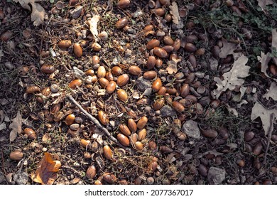 4,986 Acorn ground Images, Stock Photos & Vectors | Shutterstock