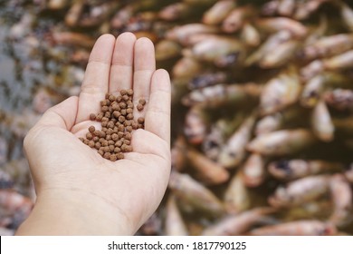 A Pile of brown Pellets feeds the fish on a female hand with blurred background of a large group of domestic orange fish in the pond, healthy food, and nutrition for animal aquaculture concept.