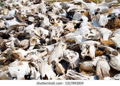 Pile Buffalo skulls