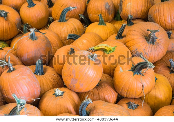 Pile Carving Pumpkin On Straw Sale Stock Image Download Now